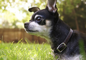 Best collars clearance for chihuahuas